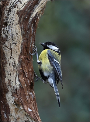 Great Tit 2